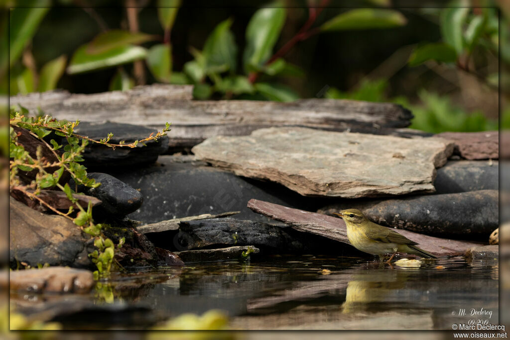 Wood Warbler