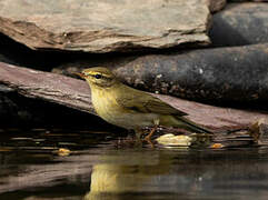 Wood Warbler