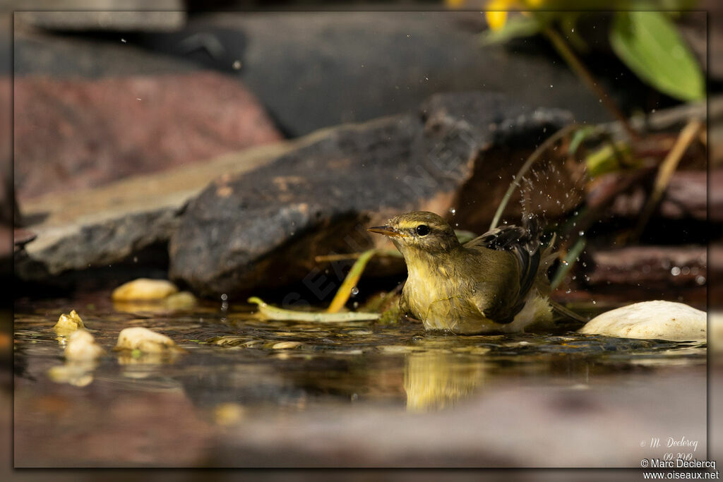 Wood Warbler