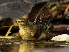 Wood Warbler