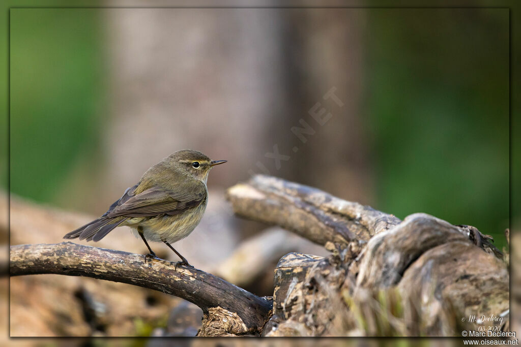 Common Chiffchaff