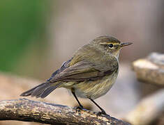 Common Chiffchaff