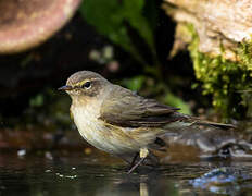 Common Chiffchaff