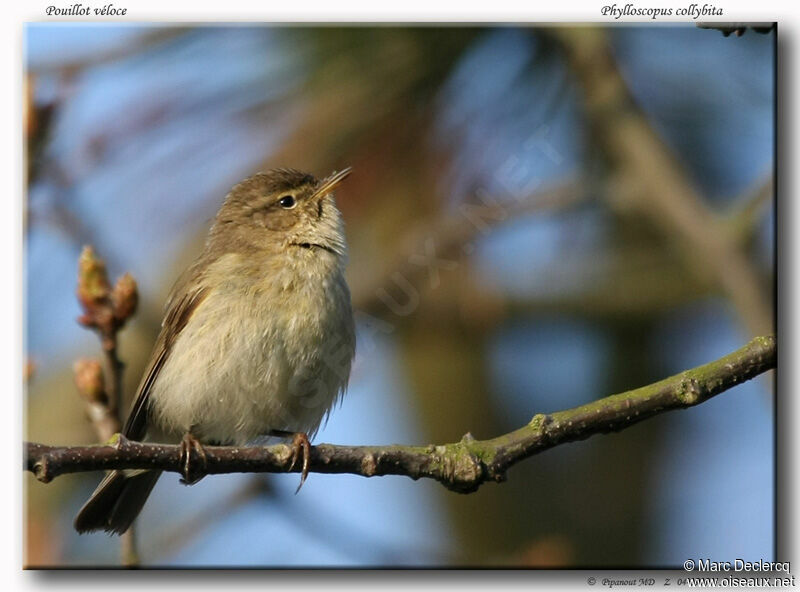 Pouillot véloce, identification