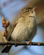 Common Chiffchaff