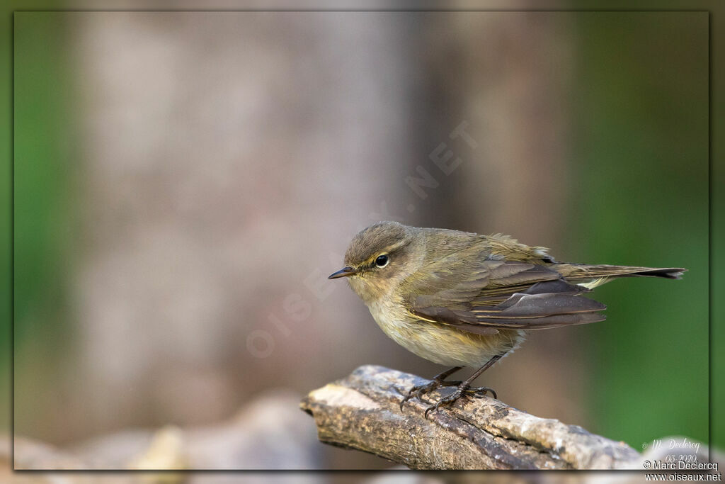 Common Chiffchaff