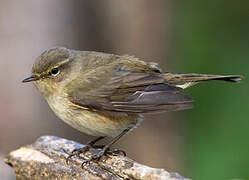 Common Chiffchaff