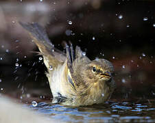 Common Chiffchaff