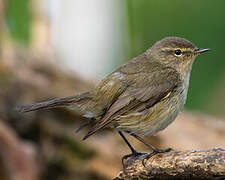 Common Chiffchaff