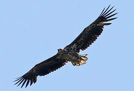 White-tailed Eagle