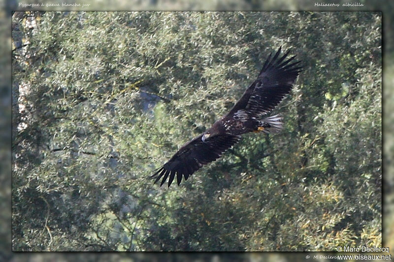 White-tailed Eagleimmature, identification