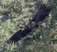 White-tailed Eagle