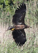 White-tailed Eagle