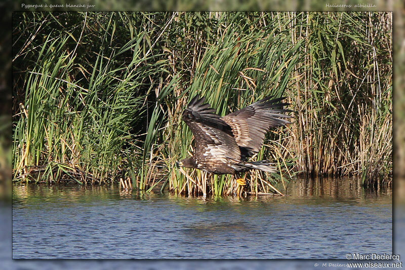 White-tailed Eagleimmature, identification