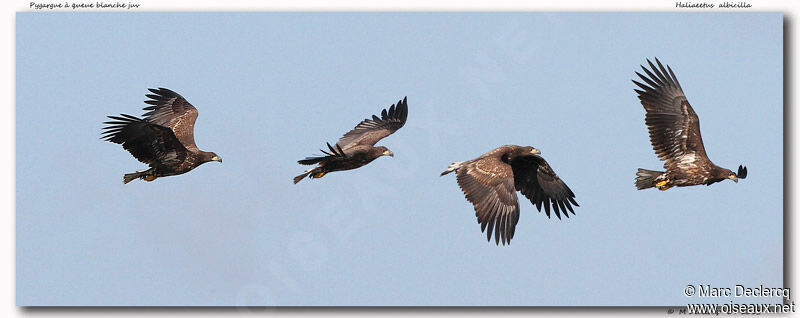 White-tailed Eagle, Flight