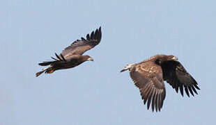 White-tailed Eagle