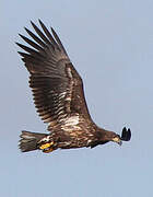 White-tailed Eagle