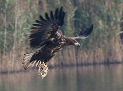 White-tailed Eagle