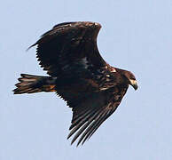 White-tailed Eagle