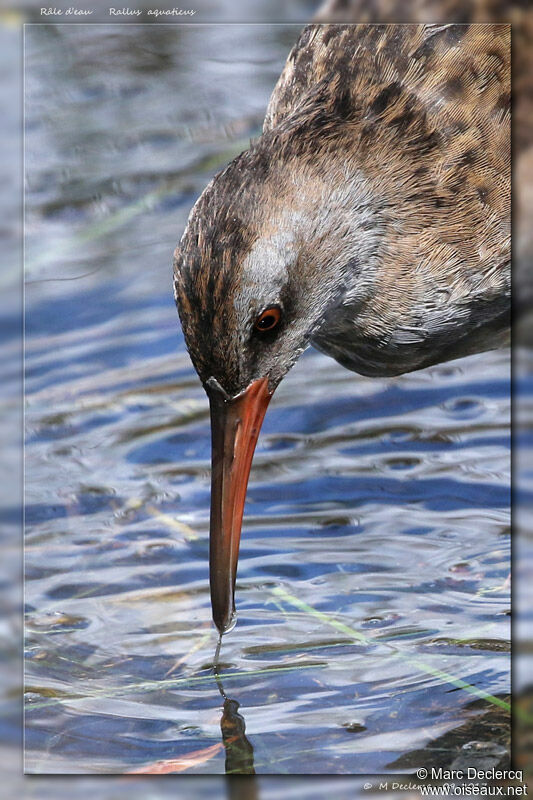 Water Rail