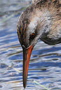 Water Rail