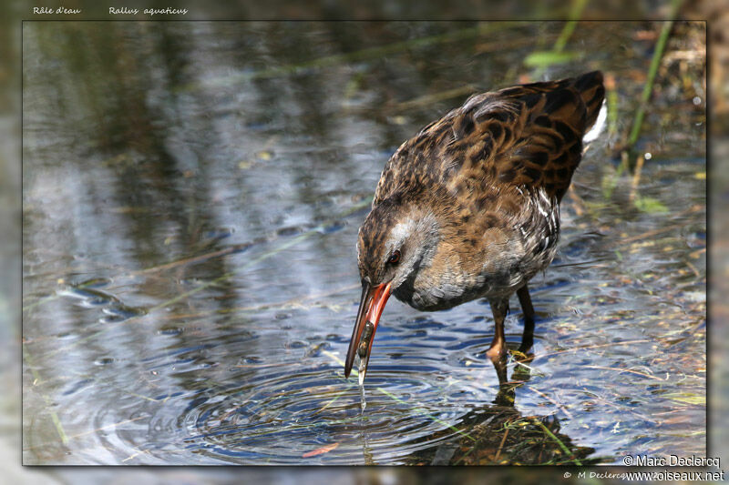 Râle d'eau, régime, mange