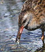 Water Rail