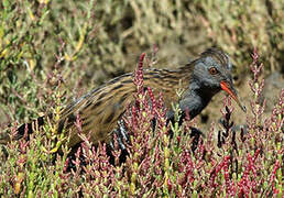 Water Rail