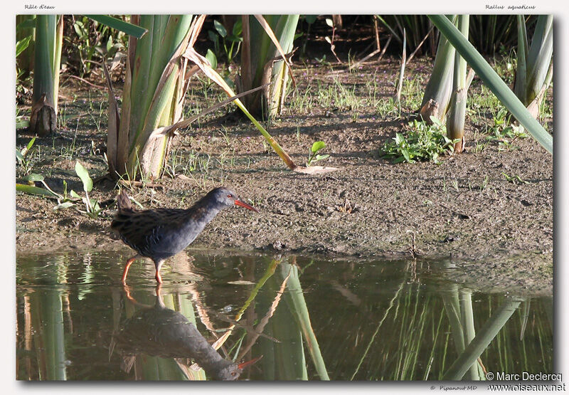 Râle d'eau, identification