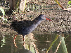 Water Rail