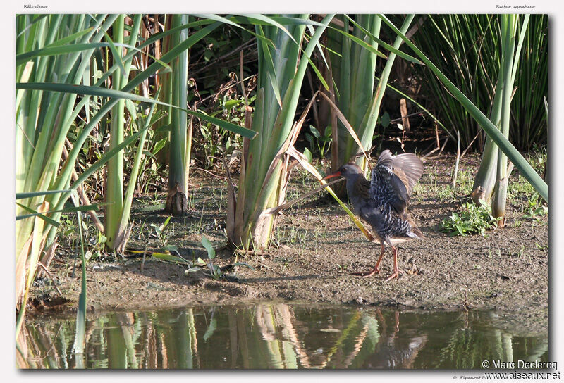 Râle d'eau, identification