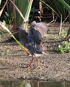 Water Rail