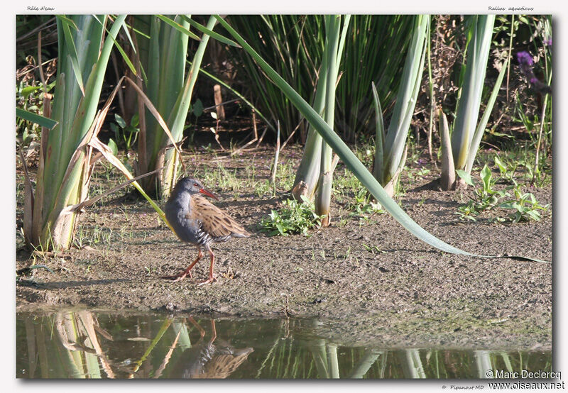 Râle d'eau, identification