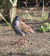 Water Rail