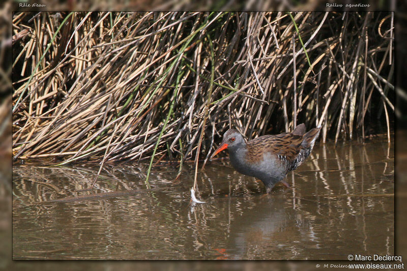 Water Rail, identification