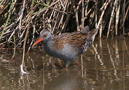 Water Rail