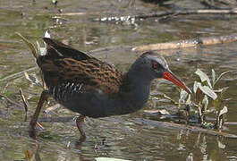 Water Rail