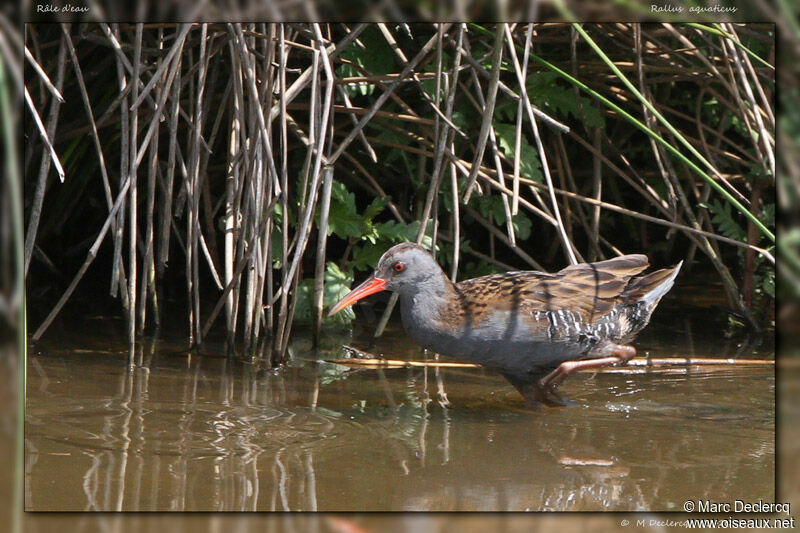 Râle d'eau, identification