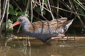 Water Rail