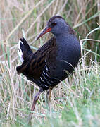 Water Rail