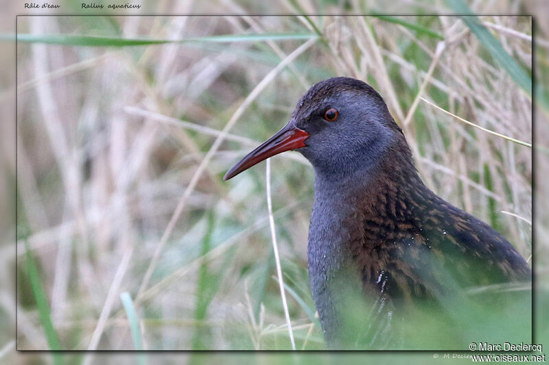 Water Rail, close-up portrait