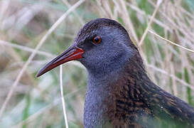 Water Rail