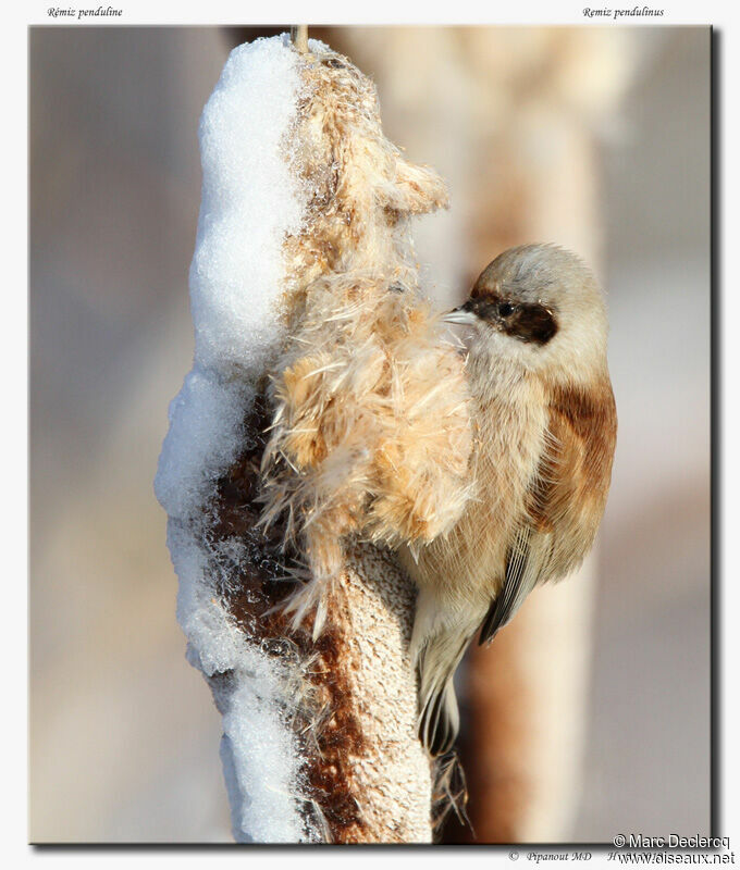 Rémiz penduline, identification, régime, Comportement