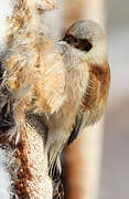 Eurasian Penduline Tit