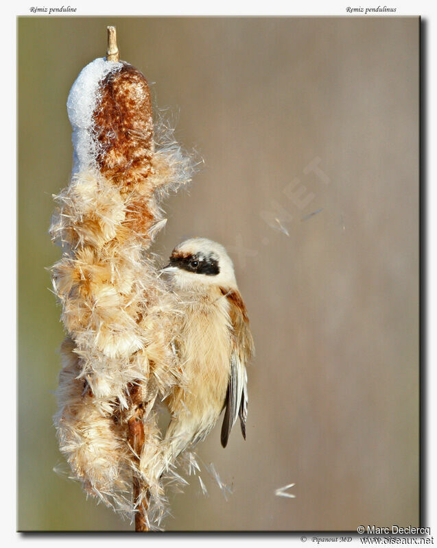 Eurasian Penduline Tit, identification, feeding habits, Behaviour