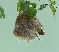 Eurasian Penduline Tit