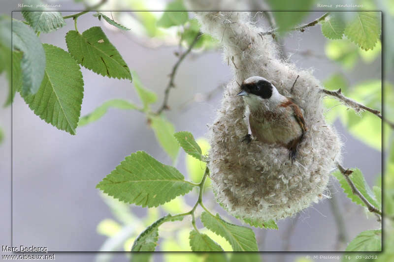 Eurasian Penduline Tit male adult breeding, Reproduction-nesting, Behaviour