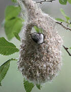 Eurasian Penduline Tit