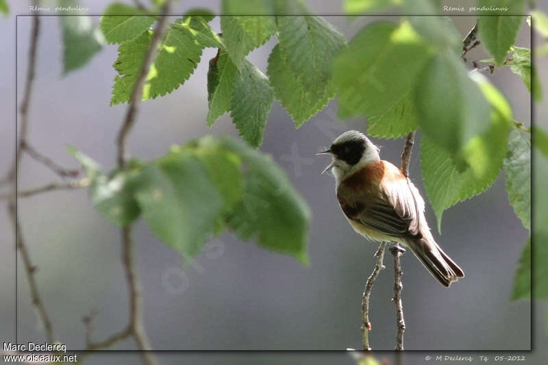 Rémiz penduline mâle adulte, chant