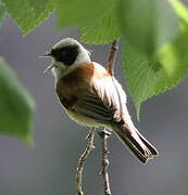 Eurasian Penduline Tit